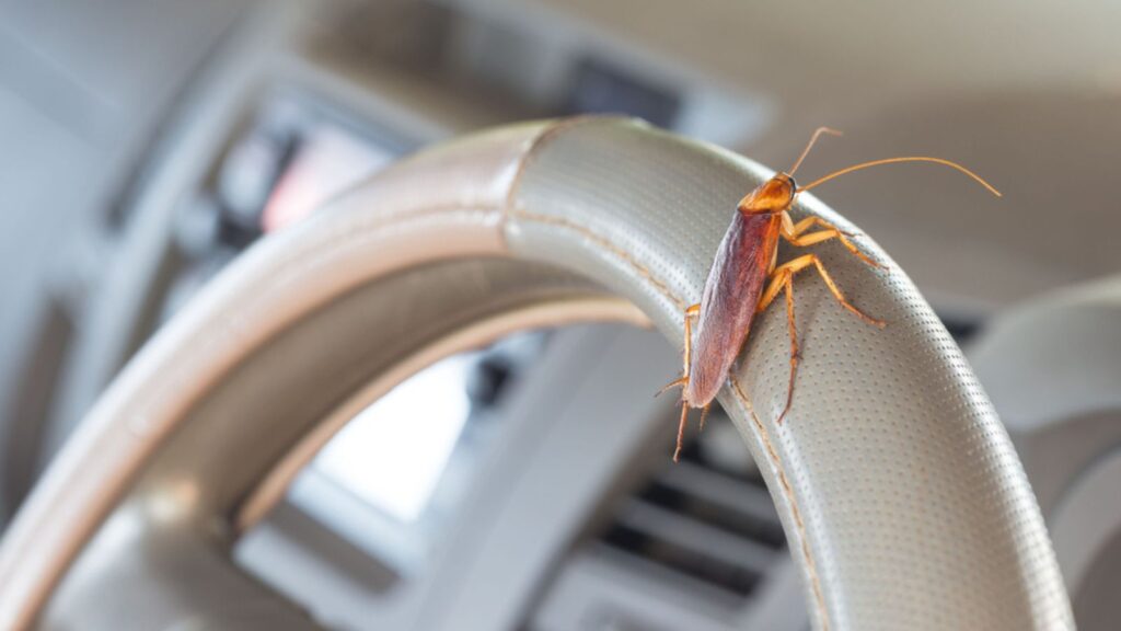 cockroach on steering wheel of car