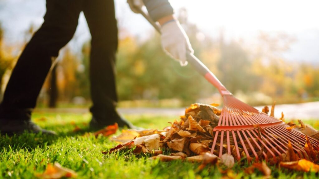 Rake and pile of fallen leaves on lawn in autumn park