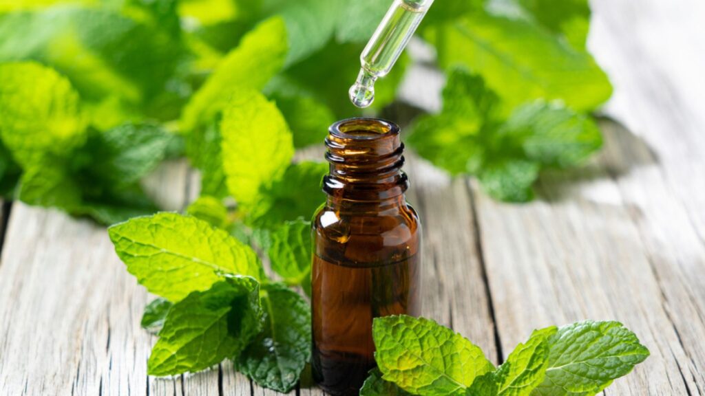 Drip mint essential oil with an eyedropper into a bottle set against the backdrop of an old tree