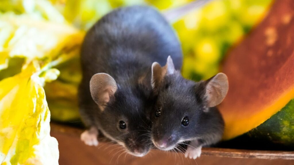Portrait of two little cute mice
