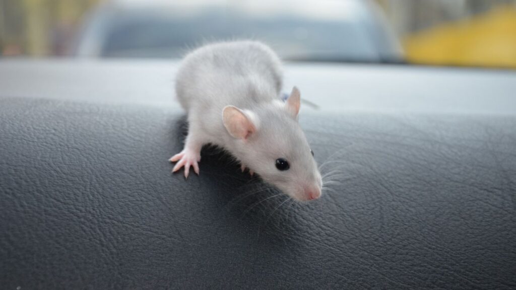 White mouse on a car